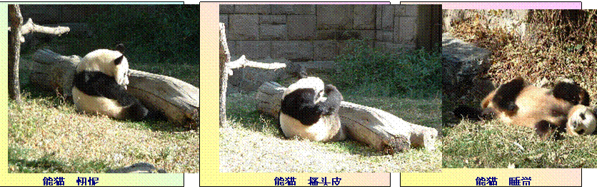北京的熊猫　珍贵